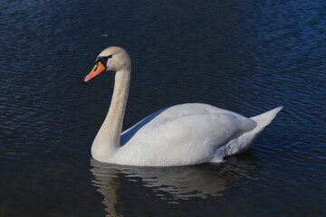 Lake with a white swan