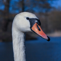 portrait of a white mute swan on a lake in the city of Kaliningrad