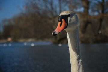 Fototapeta premium Lake with a white swan