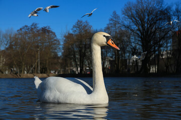 Lake with a white swan