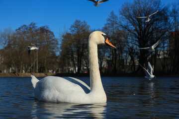 Lake with a white swan