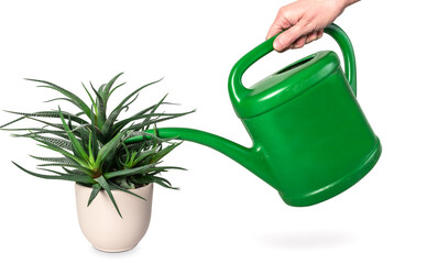 Hand watering green succulent houseplant with watering can. Isolated on white. © Nancy Pauwels