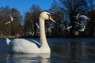 Obraz premium Lake with a white swan