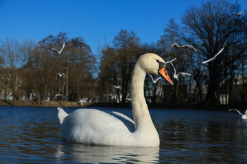 Lake with a white swan
