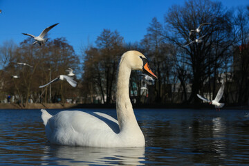 Lake with a white swan