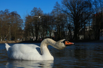 Lake with a white swan