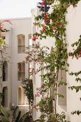 Tropical plants with beautiful red flowers and green leaves against beige building with sunlight shadows. Summer background