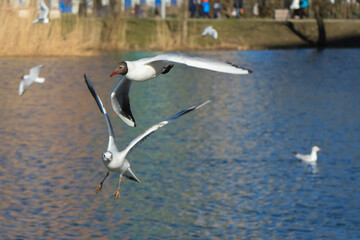Ivory and pale gray gulls in flight over other gulls
