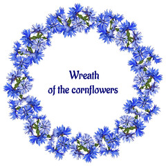 Floral wreath of blue cornflowers on a white background. Vector spring illustration