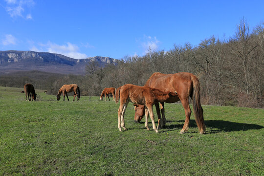 Beautiful view of a horse with a foal grazing on green fields in a mountain valley on a sunny day