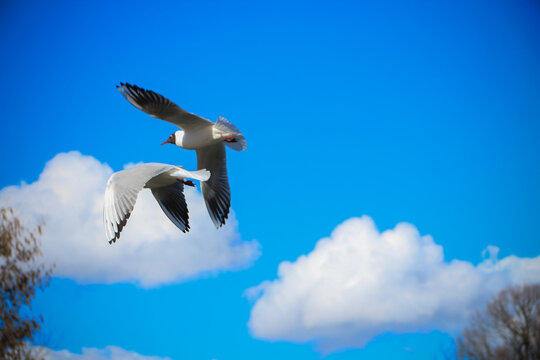 Seagulls are flying against the background of a bright blue sky with clouds