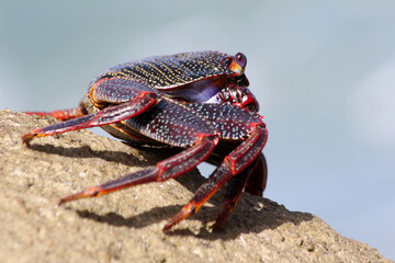rote_Klippenkrabbe