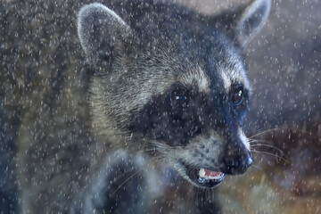 wild nosoha, american raccoon, animal in the wild
