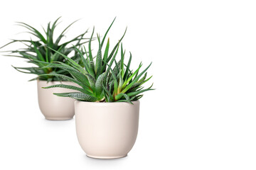 Two green white spotted spiky succulent plants in pot. Isolated on white. Focus on foreground.