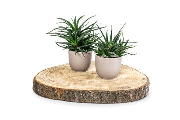 Two succulent potted plants on wooden coaster. Home decoration and floral gifts. Isolated on white.