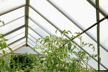 Garden greenhouse with green vegetable plants growing in germany