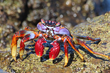 rote_Klippenkrabbe