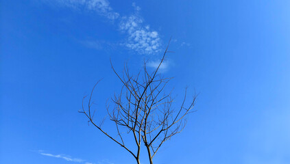 Obraz premium tree and sky background