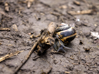 close up of a snail in the forest