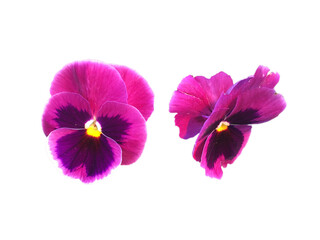 Pink garden pansy single blossoming flower head with petals and yellow center close up isolated on white front and side view