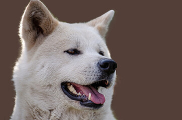 Akita Inu purebred dog is highlighted on a dark coffee background. selective focus.