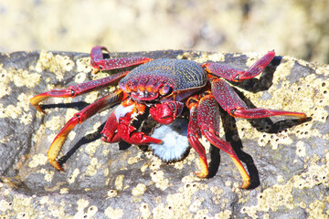 rote_Klippenkrabbe_frisst_Muschel