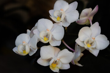 Close-up of white Moth Orchid flowers or Phalaenopsis growing together against a dark blurred background