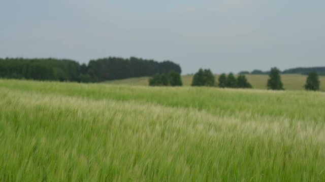 View of green agricultural field on cloudy spring day in the countryside. Harvest organic cultivate in field