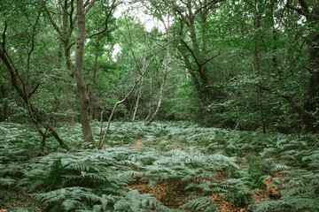 forest in the forest