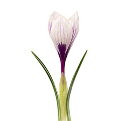 Close up image of Crocus flower isolated on white background