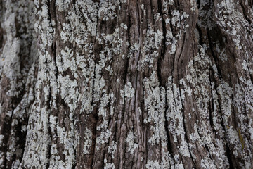 The bark of a big tree