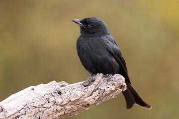 Obraz premium Fork tailed drongo perched on a branch
