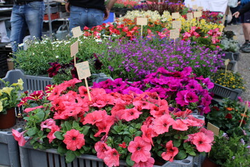 Fototapeta na wymiar Stand de fleurs sur le marché