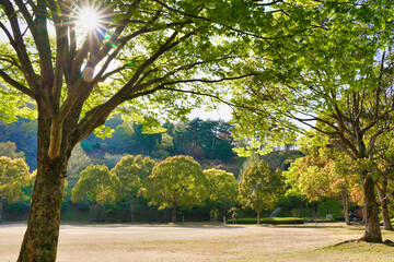 太陽に照らされて輝く公園の緑樹