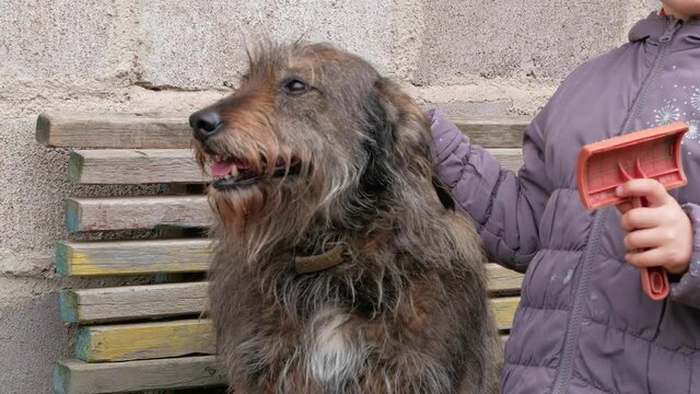 Hands of a young girl combing the dog. Care for long fur animals. Combs for pets. Love, supportng, caring, puppies adoption. Street homeless mongrel shelter.A dog sits down on command on bench outdoor