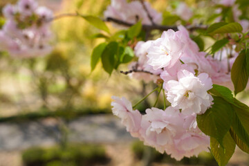 晴れた昼下がりの公園の八重桜