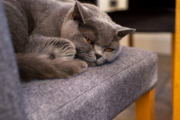 Lazy pet cat resting in sunlight on a table inside room in the home