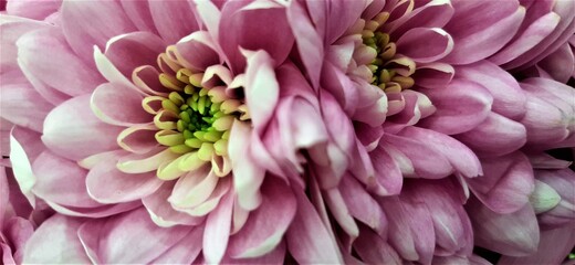 large pink chrysanthemums close up