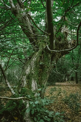 trees in the forest