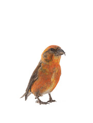 male red crossbill isolated on white background, studio shot