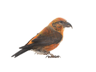 male red crossbill isolated on white background, studio shot