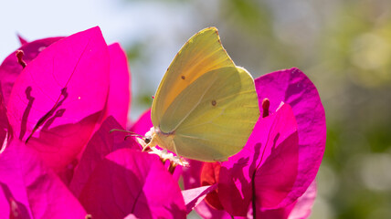 Butterfly on Pink Bougainvillea plant.