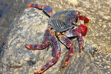 rote_Klippenkrabbe_mit_1_Schere
