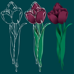 bouquet burgundy tulips on a dark green background