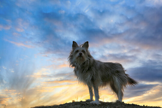Gray dog ​​on the background of a beautiful evening sky
