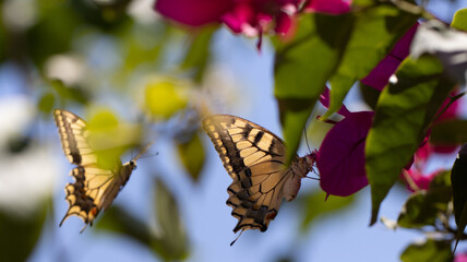 Butterfly on Pink Bougainvillea plant.