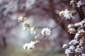 spring blooming garden background, delicate white flowers on trees, seasonal march springtime