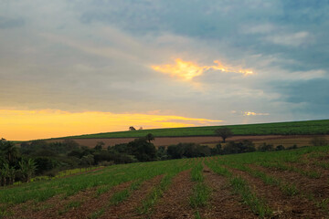 Farm coffee plantation on a sunny day concept image