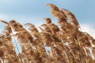 Golden yellow pampas grass closeup, neutral texture. Nature beige reed, cortaderia plant. Dry selloana reeds, autumn landscape. Natural outdoor scene. Botanical decorative beauty