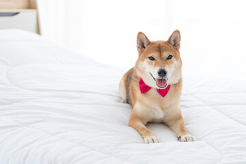 A pink bow-tie Shiba Inu is lying in bed. Shiba Inu lying in the bedroom.